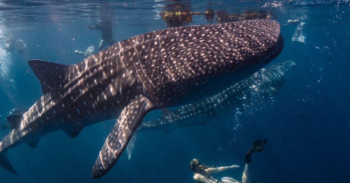 Tiburon Ballena