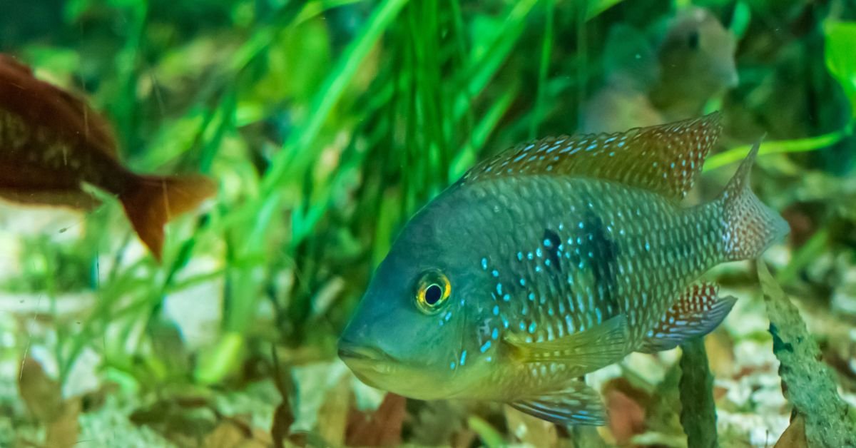 Fish in a ocean
