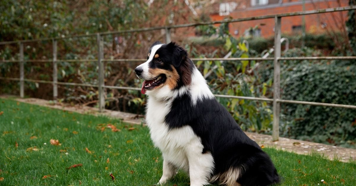 Toy Australian Shepherd