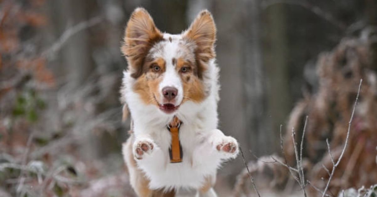 Mini Australian Shepherd Puppies