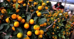 Calamansi Tree Guide: From Seed to Harvest
