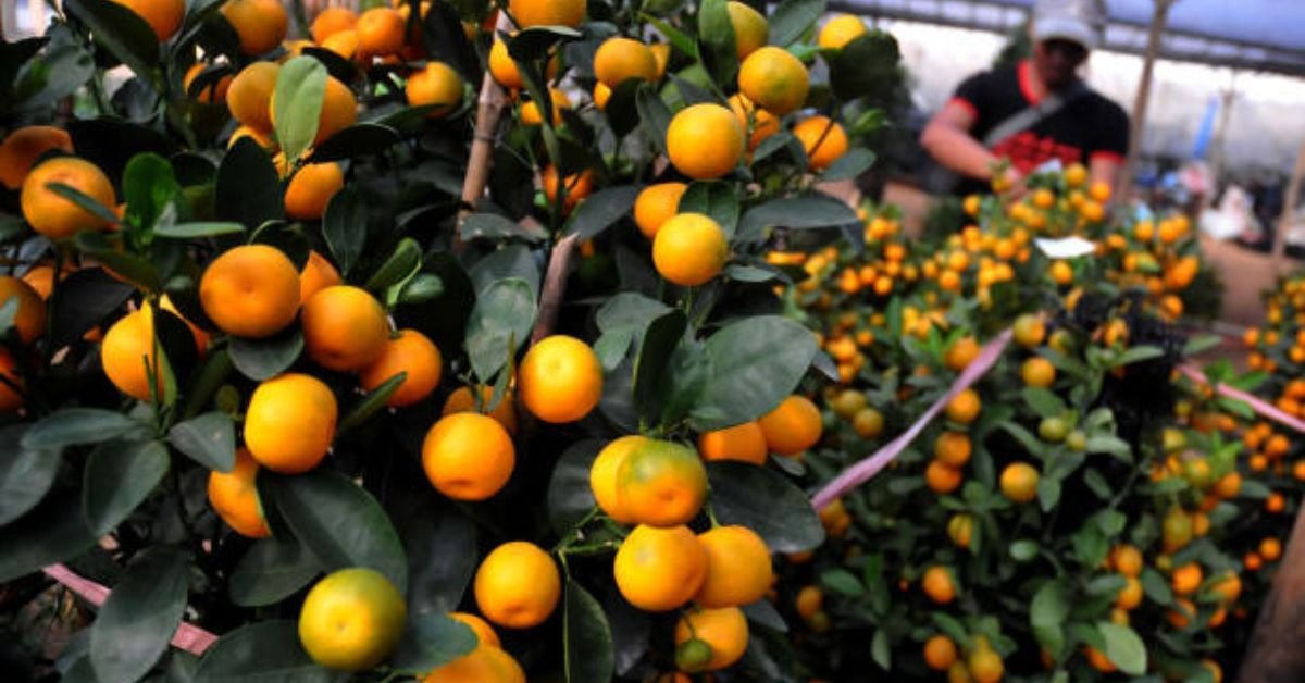 Calamansi Tree