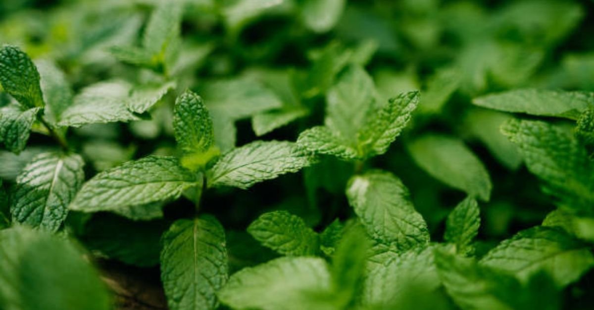 Mint Leaf Cuisine