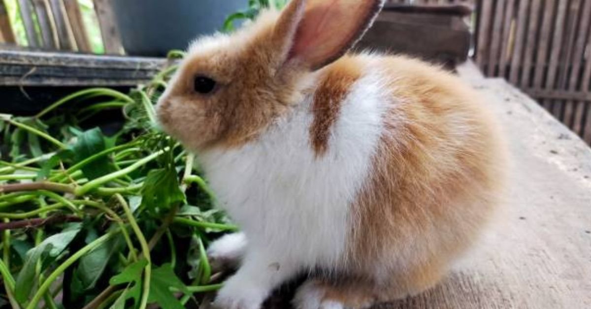 Rabbits for Sale Near Me