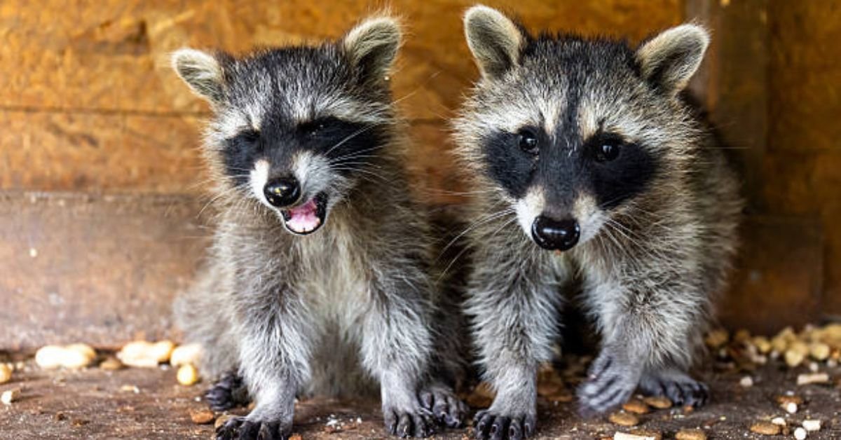 Raccoons for Sale