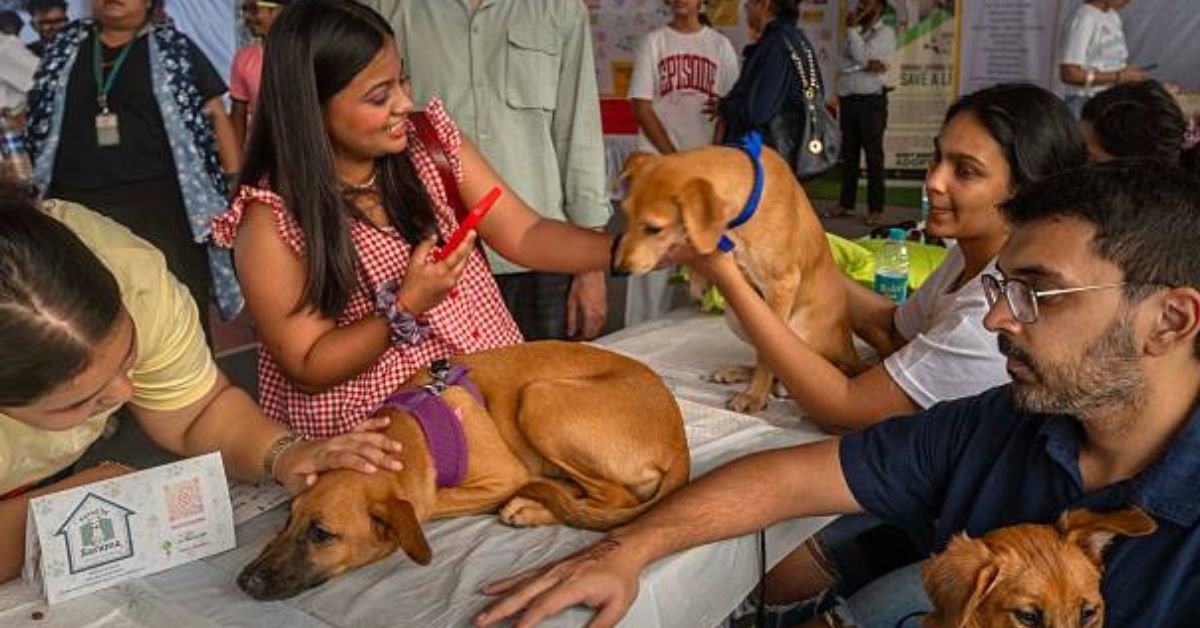 Mountain Cur Puppies for Sale in Ohio