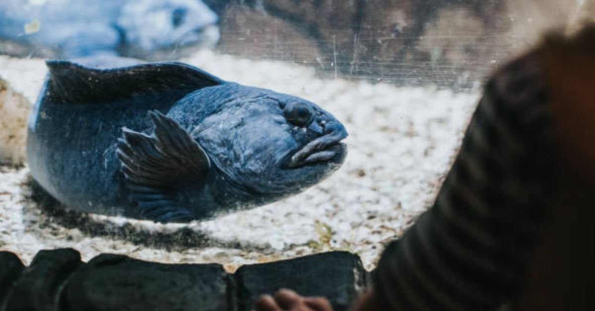 Fish Cheeks by Amy Tan