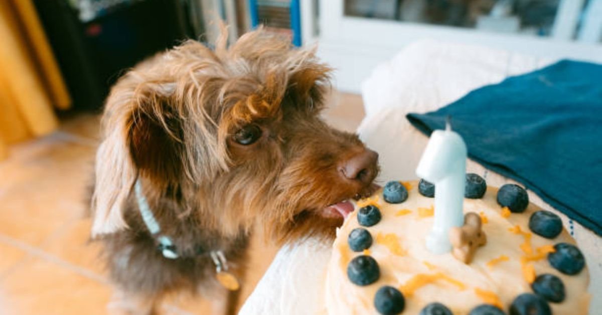 Can Dogs Eat Blueberries