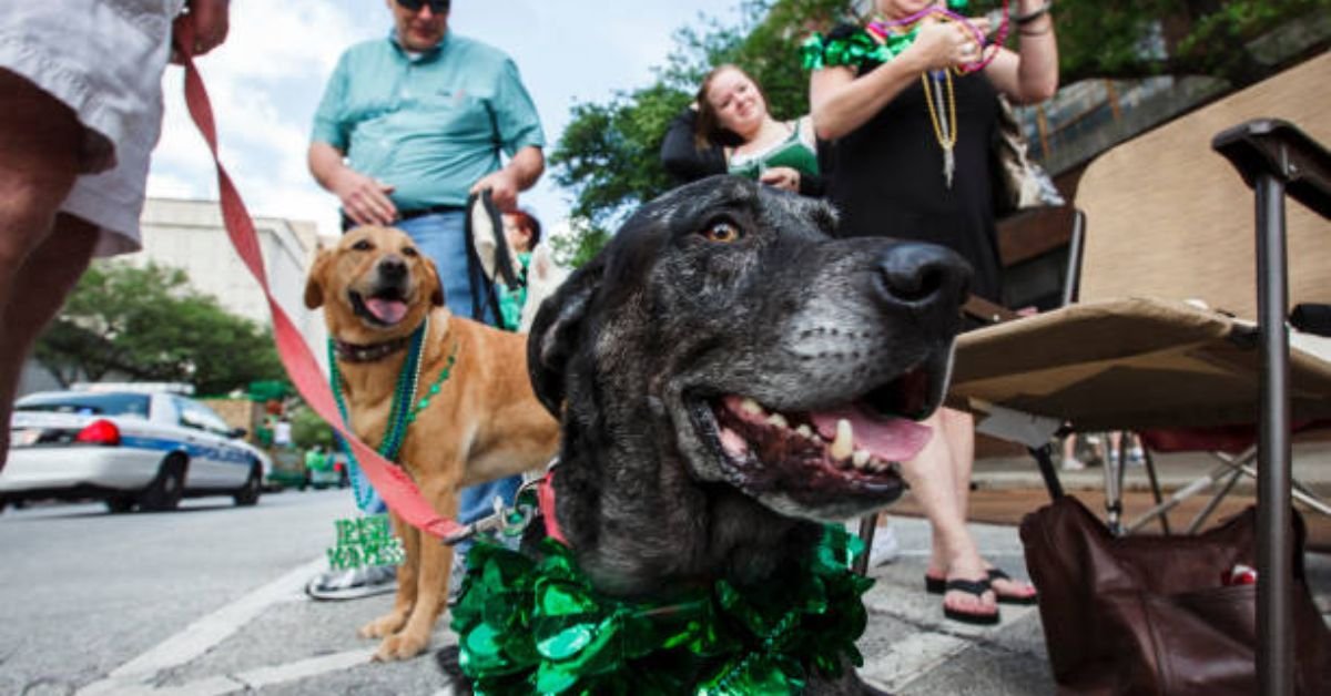 Louisiana Leopard Dogs for Sale