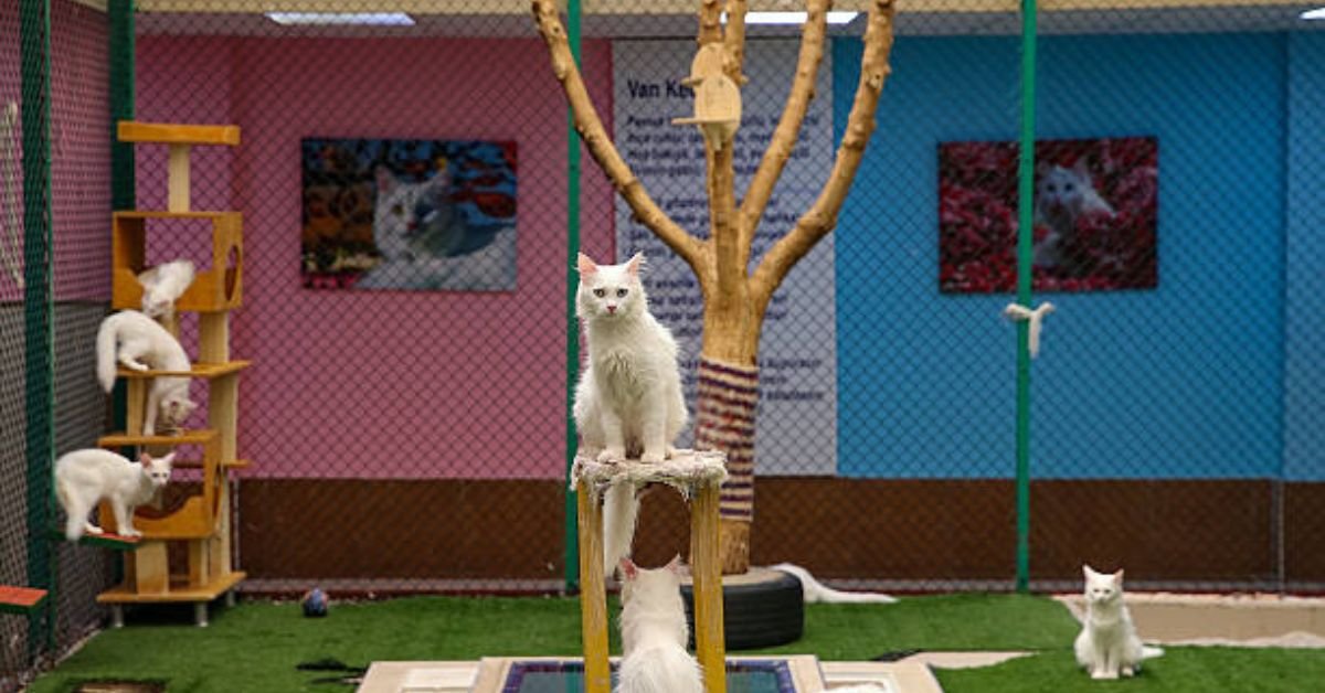 Woonsocket Cat Sanctuary