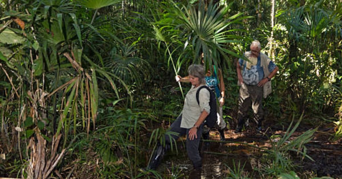 Producers in the Rainforest