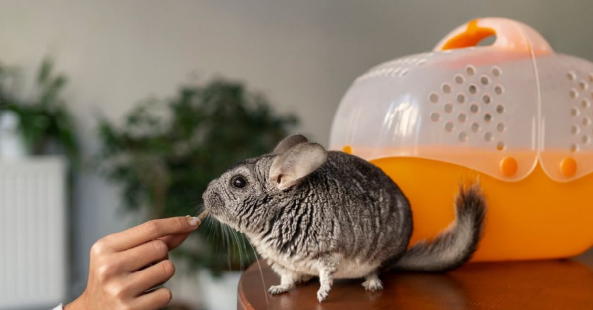 Rodent Removal Matters