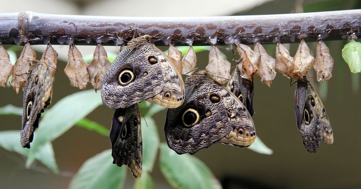 Maggots in Dogs, Food, and More