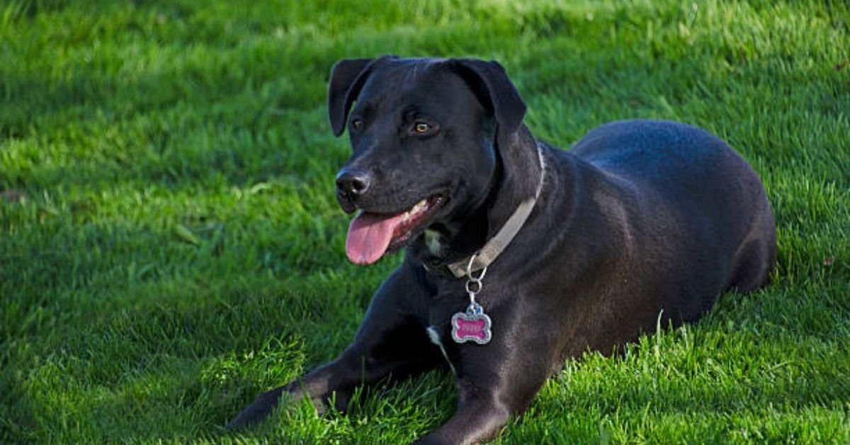 Lab Dog Mix with Pitbull