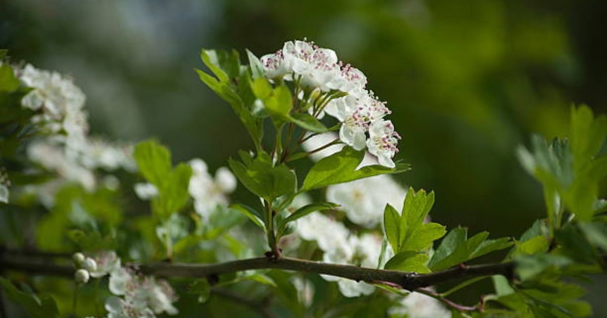 Essential Tree Care Tips for Homeowners